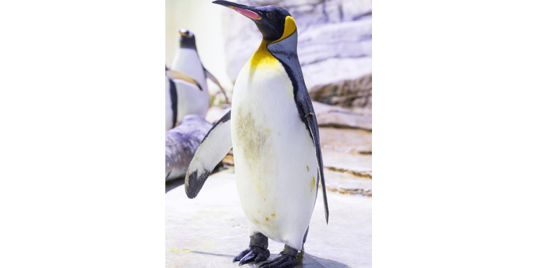 schwadke pinguin tierpatenschaft