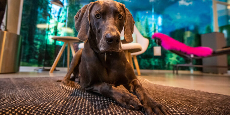 Bürohunde Schwadke-Bueroeinrichtung-Rosenheim