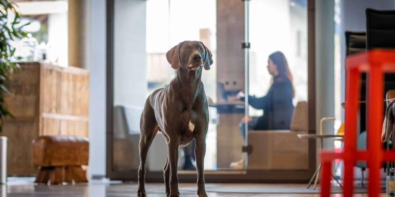Büro-Hund Gustav im modernen Büro von Schwadke mit Glaswänden – ein Symbol für offene Unternehmenskultur und mitarbeiterfreundliches Arbeitsumfeld.